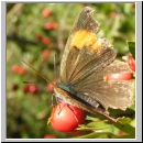 Thecla betulae - Nierenfleck-Zipfelfalter 03.jpg